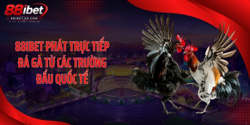 88IBET phát trực tiếp đá gà từ các trường đấu quốc tế